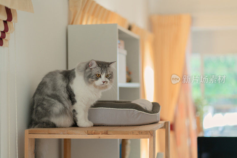 西伯利亚猫在家休息