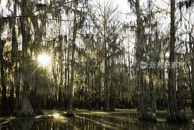 日出时，美国路易斯安那州和德克萨斯州交界处的卡多湖的秃柏树沼泽里，太阳升起来了