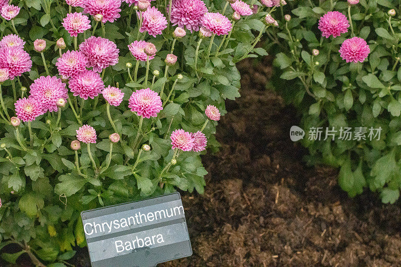 英国伦敦的菊花“芭芭拉”