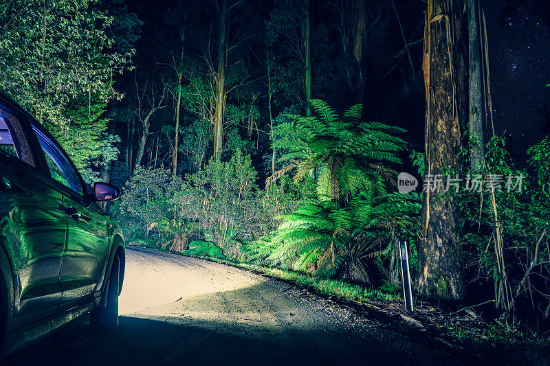 在澳大利亚热带雨林的夜晚。