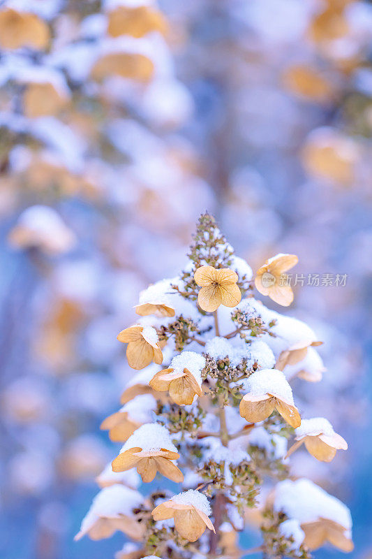 花下的雪