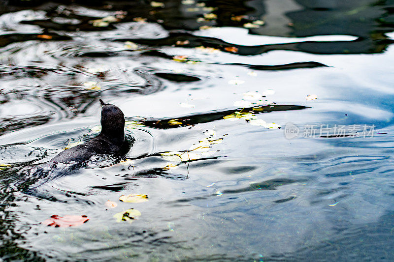这只美丽的黑企鹅昂着头独自在水里游泳，视线远离镜头，这真是神奇的一幕。