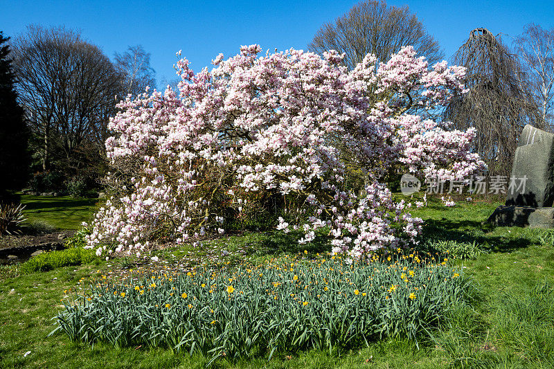 木兰树在海德公园在威斯敏斯特市，伦敦