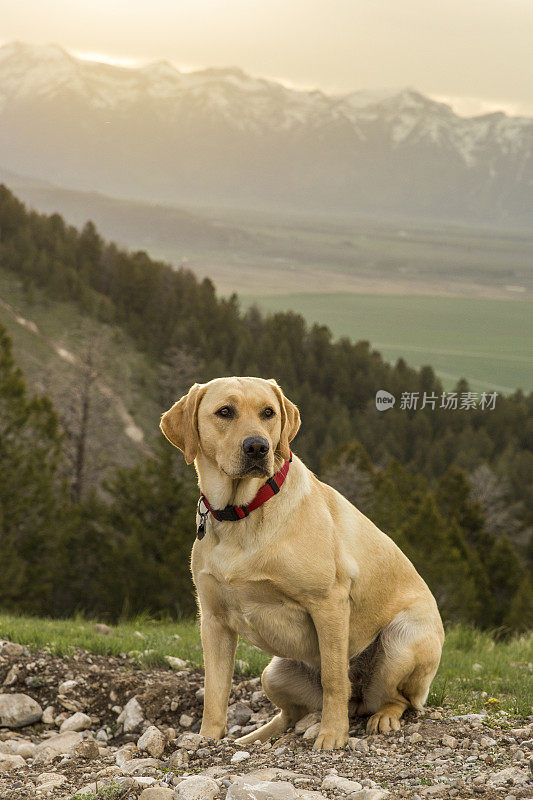 山区的金色拉布拉多寻回犬