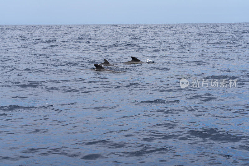 特内里费海岸的短鳍领航鲸