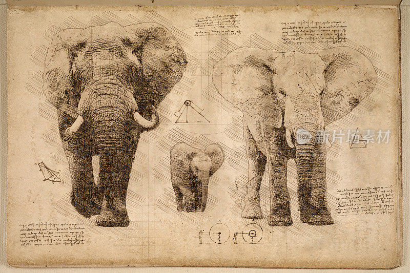 达·芬奇风格的非洲象家族素描
