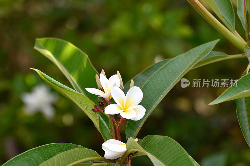 黄色plumeria