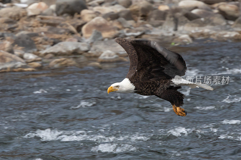 秃鹰在黄石公园的河上低空飞翔