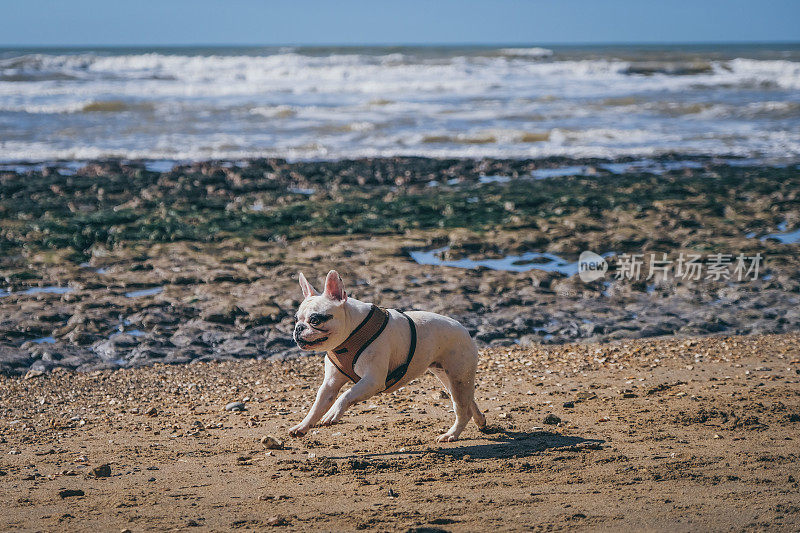 一只法国斗牛犬在怀特岛的海滩上奔跑