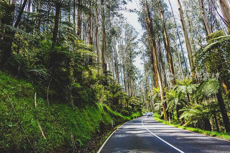 澳大利亚热带雨林中的一条公路。