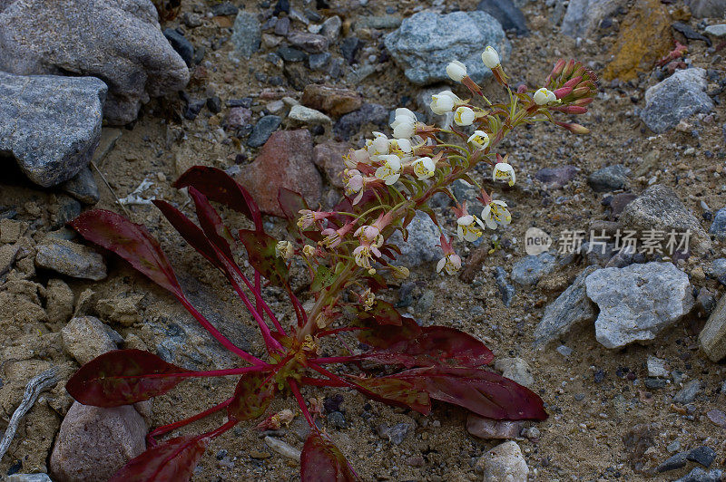 布氏樱草花是一种野花，被称为布氏晚樱草花，在加州死亡谷国家公园被发现。柳叶菜科。