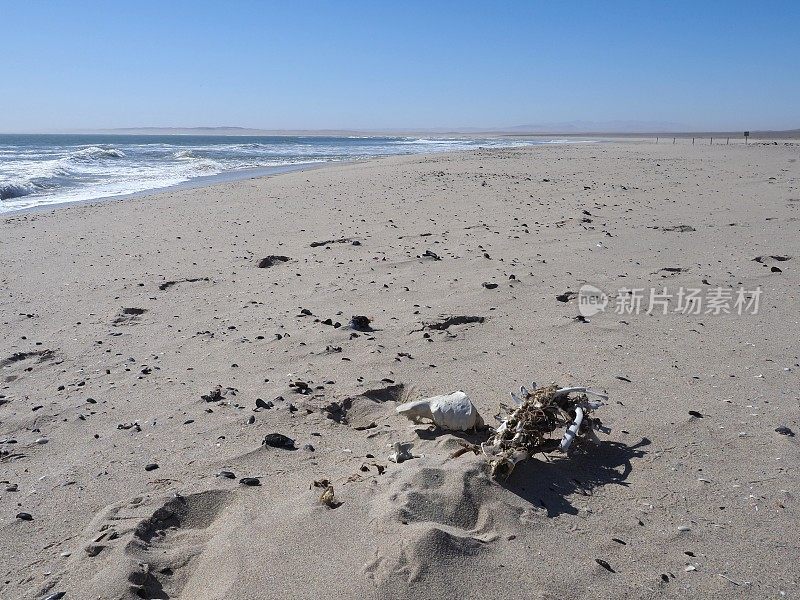 在骷髅海岸的海滩上的海豹骷髅