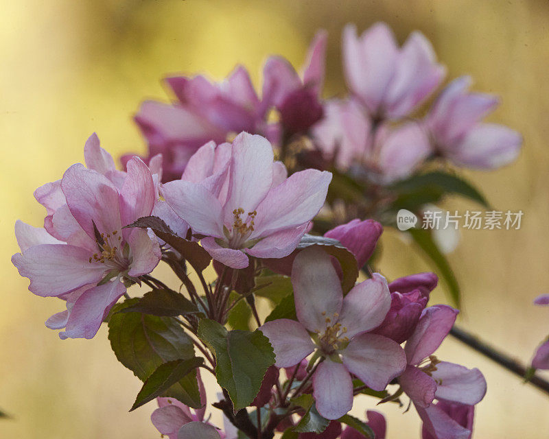 蟹苹果花