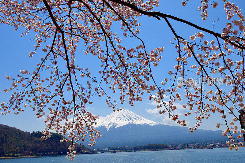 从川口湖岸边看富士山和樱花