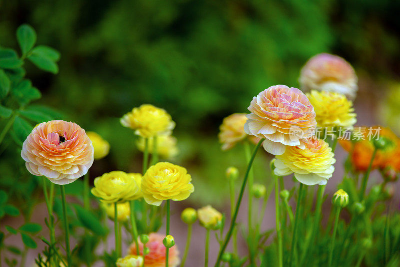 花朵在温室