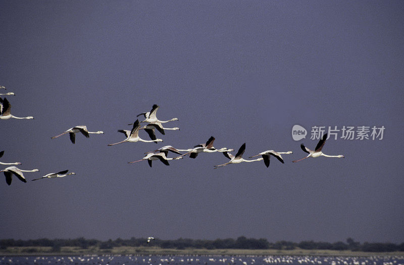 Bird-Flamingo。