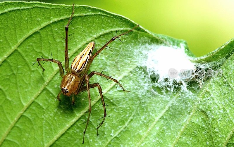 蜘蛛和网巢的绿叶-动物的行为。