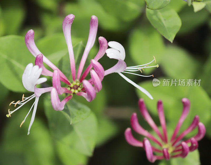 忍冬(金银花periclymenum)