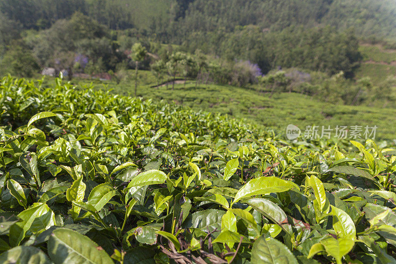 印度的茶叶种植园