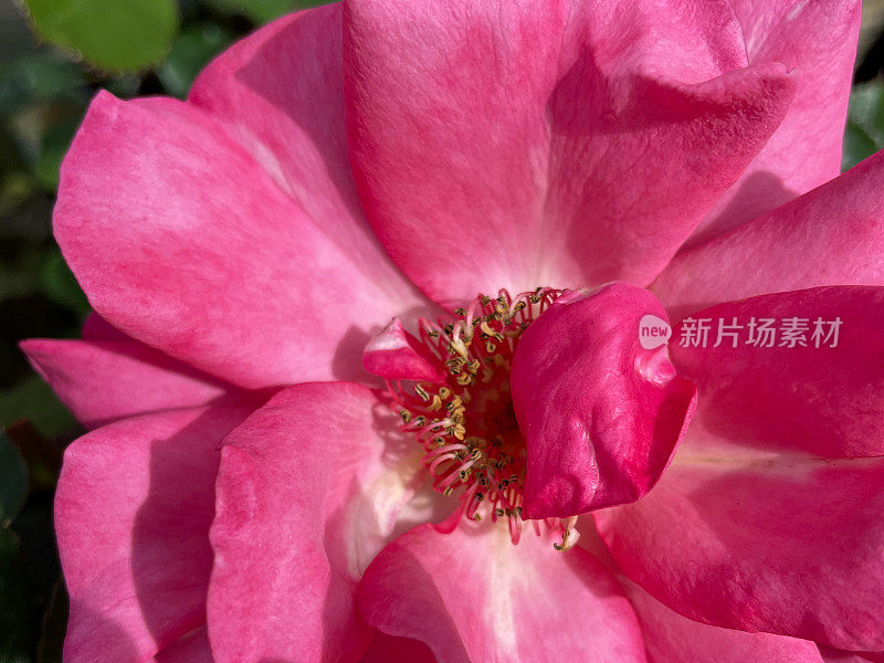 特写图像的粉红色玫瑰开花生长，模糊的绿叶背景，提高的观点