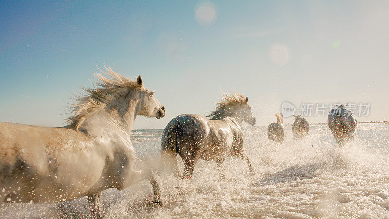 白马迎着天空在水中奔跑