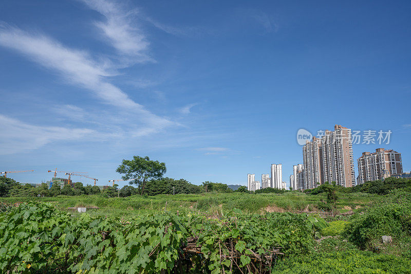 蓝天下的绿地和现代建筑