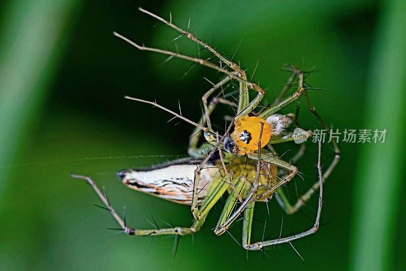 蜘蛛吃蜘蛛――动物的行为。