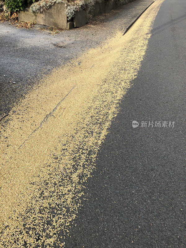 大麦粒洒在路边