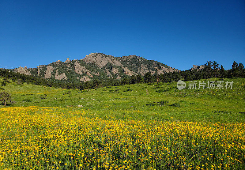 春天，科罗拉多的博尔德山麓和鲜花盛开的草地。