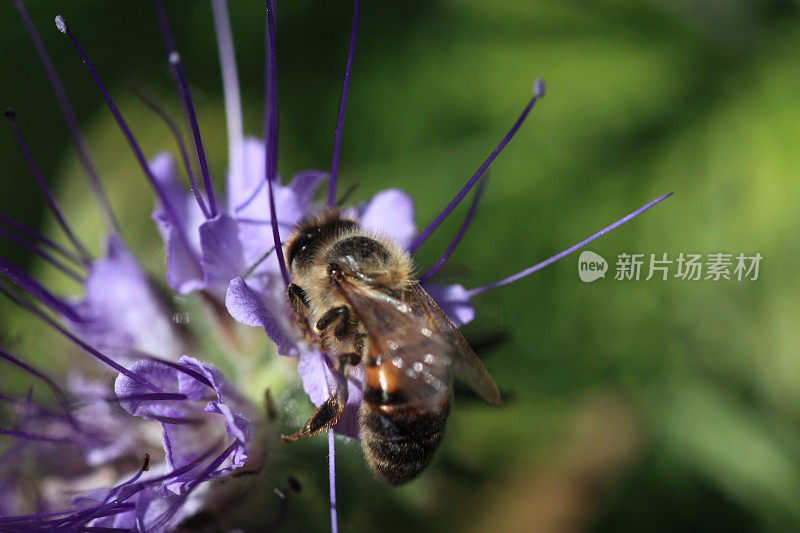 蜜蜂在钟穗