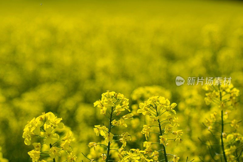 开花油菜植株的特写