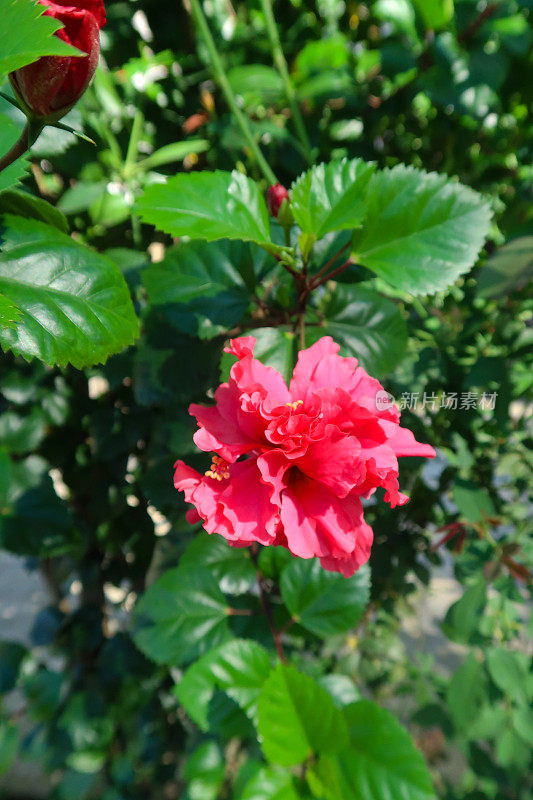 红色重瓣木槿植物的形象，开花的蜀葵树与红色花朵生长在夏季园林，模糊的叶子背景