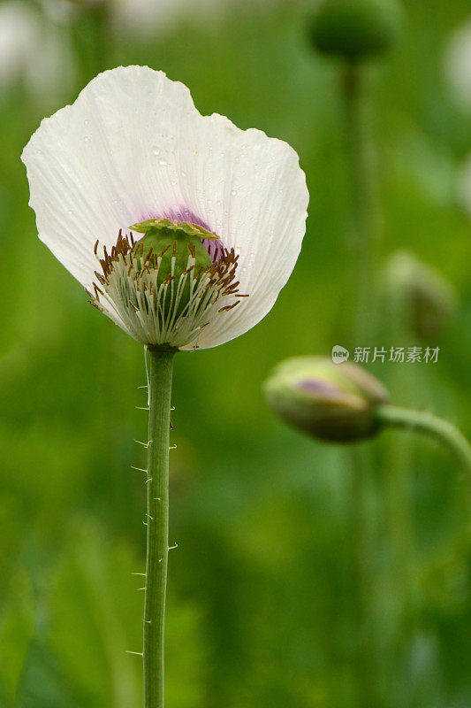 白色罂粟花头。