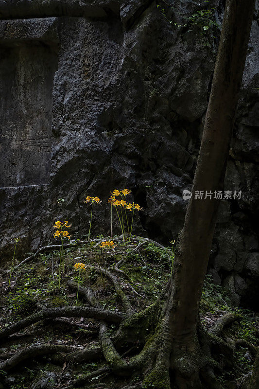 佛像下的黄色石蕊花