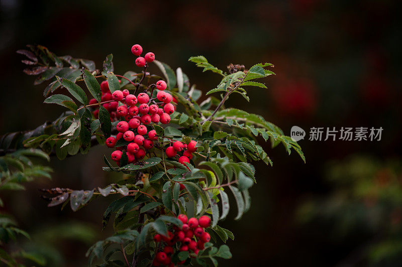 花楸在树枝上扎堆。