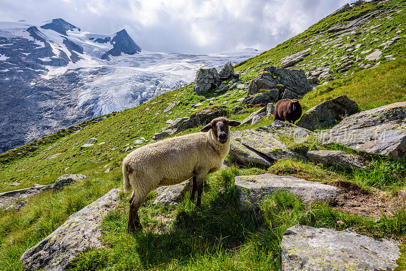高陶恩国家公园中心牧场上的羊群。背景是Schlatenkees冰川和Grossvenediger峰顶。