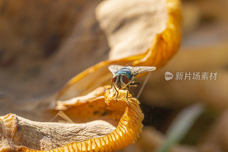 绿色的苍蝇上蚝菇上阳光。阴影里有孢子。