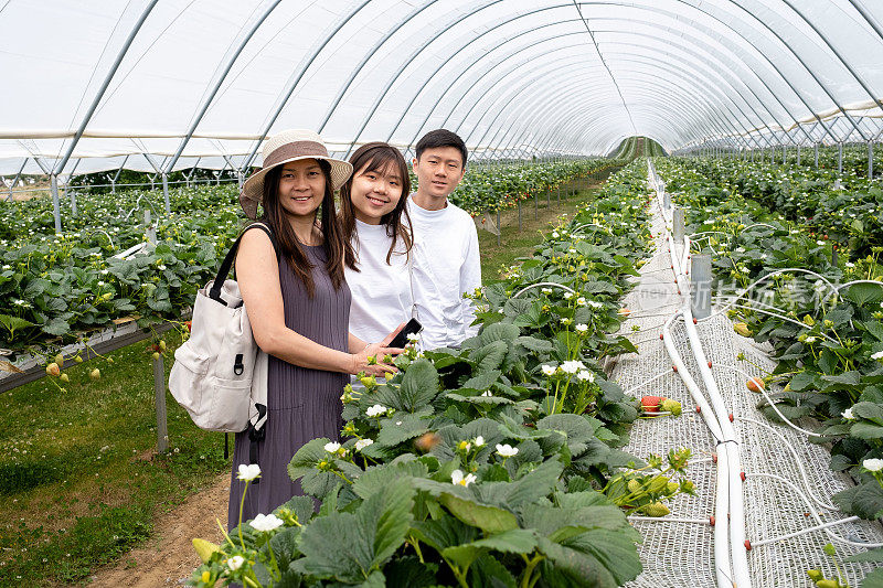 亚洲华人家庭参观隧道内的草莓农场。