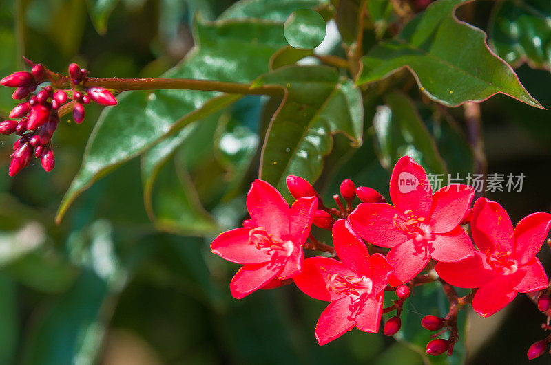 麻疯树花