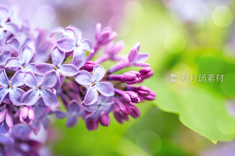 丁香花特写与散景