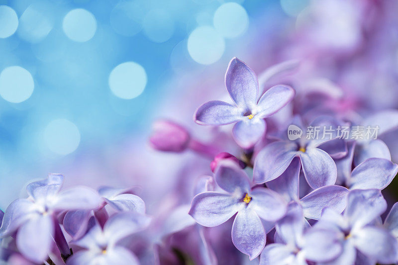 丁香花特写与散景