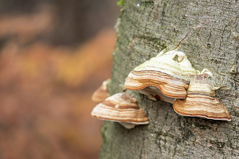 秋天山毛榉树干上的真菌