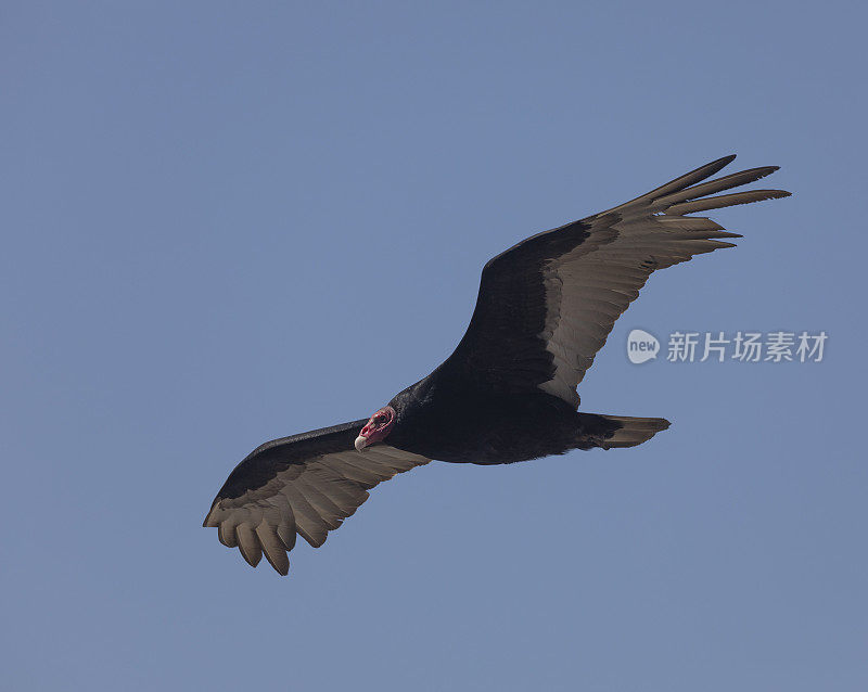 飞行中的土耳其秃鹫。