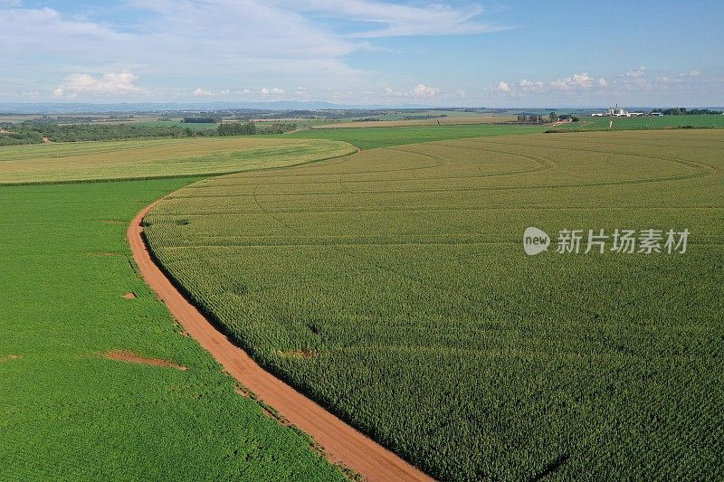 工业玉米种植园的航拍图像