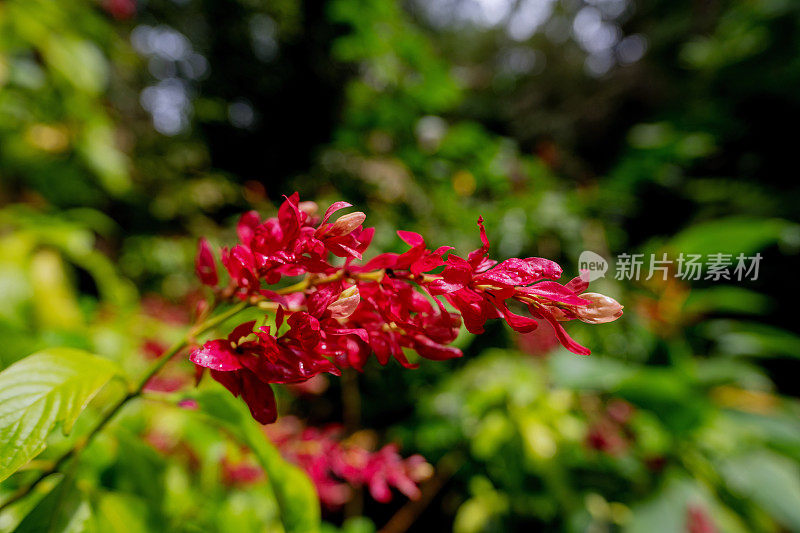 郁郁葱葱的绿色植物在热带丛林森林马来西亚槟城岛