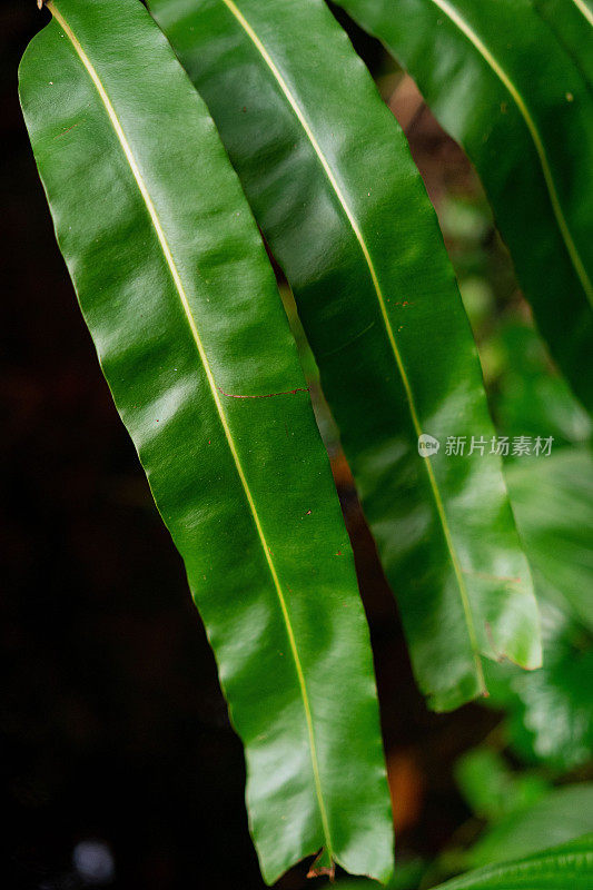 郁郁葱葱的绿色植物在热带丛林森林马来西亚槟城岛