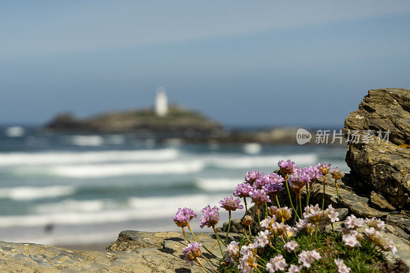浅海粉色的花朵映衬着浅海海岸的背景