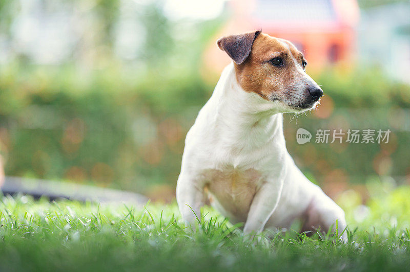 小杰克罗素宠物享受户外夏天