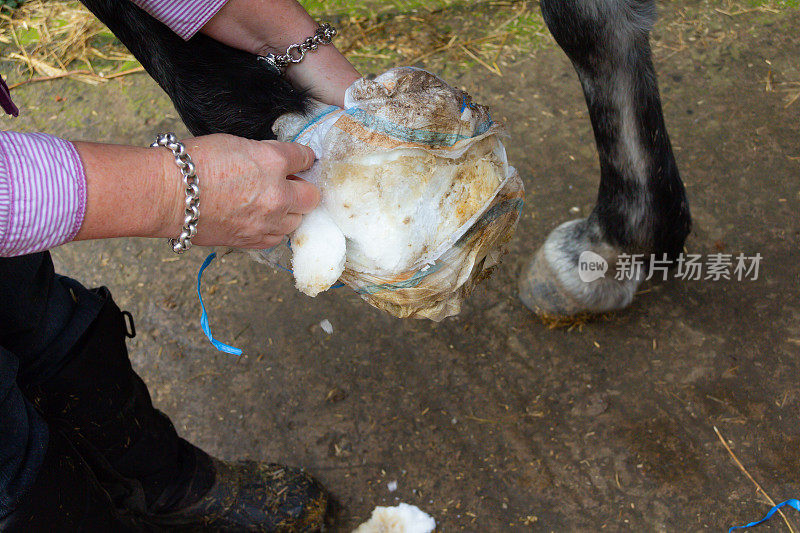 马受伤后更换绷带和药膏的特写镜头。