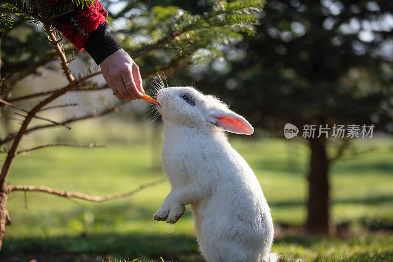 小白兔正在吃胡萝卜。